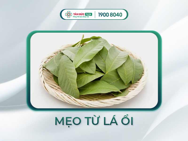 [GÓC GIẢI ĐÁP] NHAI LÁ ỔI CHỮA ĐAU RĂNG CÓ HIỆU QUẢ KHÔNG?