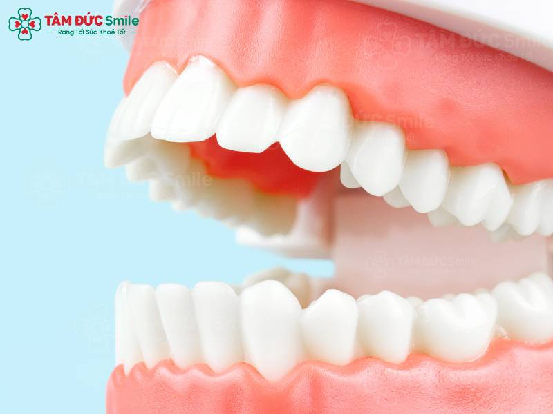 hàm răng người trưởng thành có bao nhiêu cái