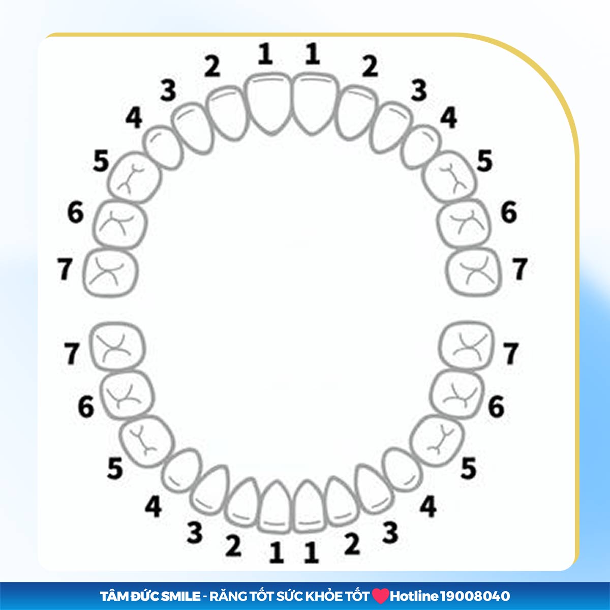 vị trí của răng số 7 trên cung hàm